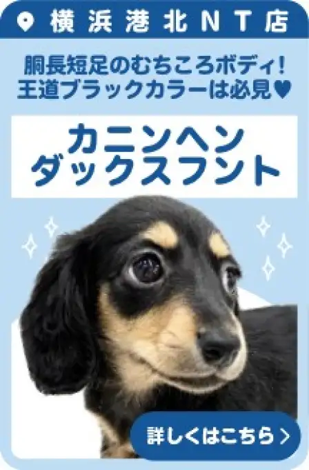 港北NT店おすすめベイビーカニンヘンダックスフント