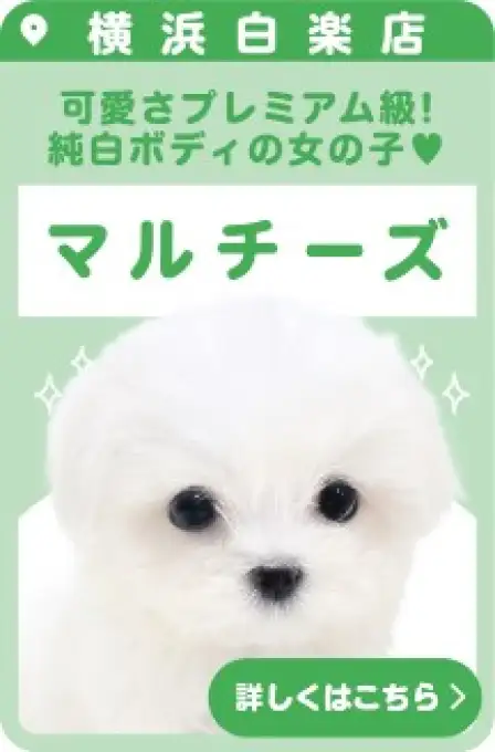 白楽店おすすめベイビーマルチーズ