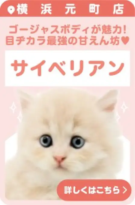 元町店おすすめベイビーサイベリアン