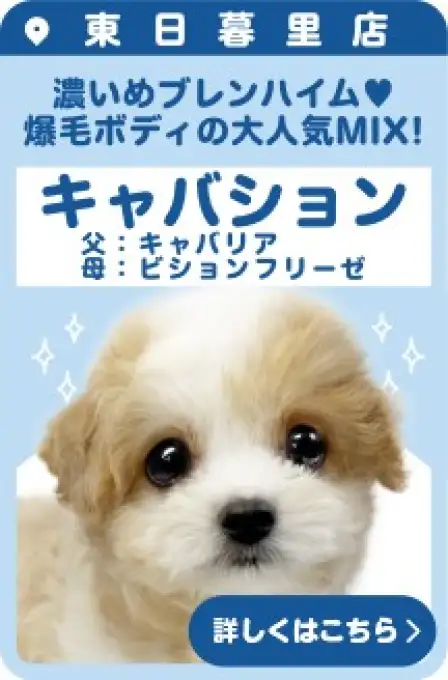 東日暮里店おすすめベイビーMIX