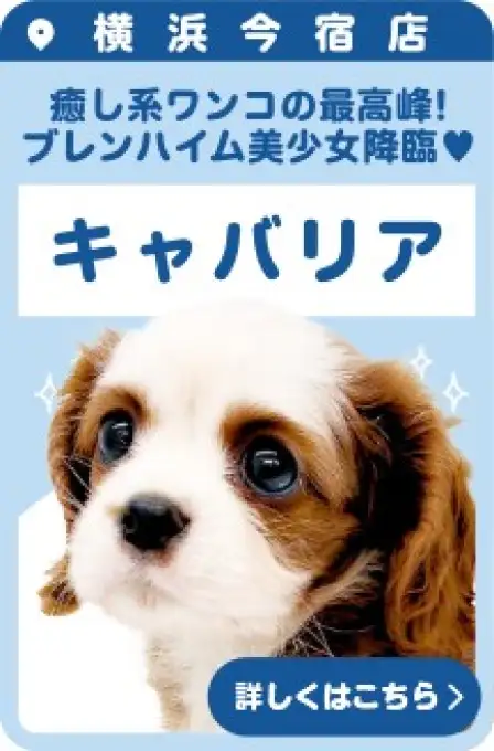 今宿店おすすめベイビーキャバリア