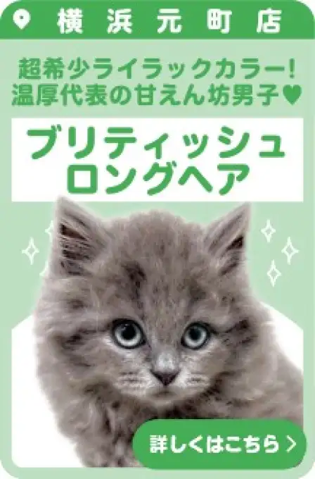 元町店おすすめベイビーブリティッシュロングヘア