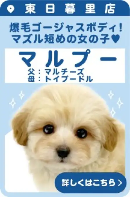 東日暮里店おすすめベイビーMIX