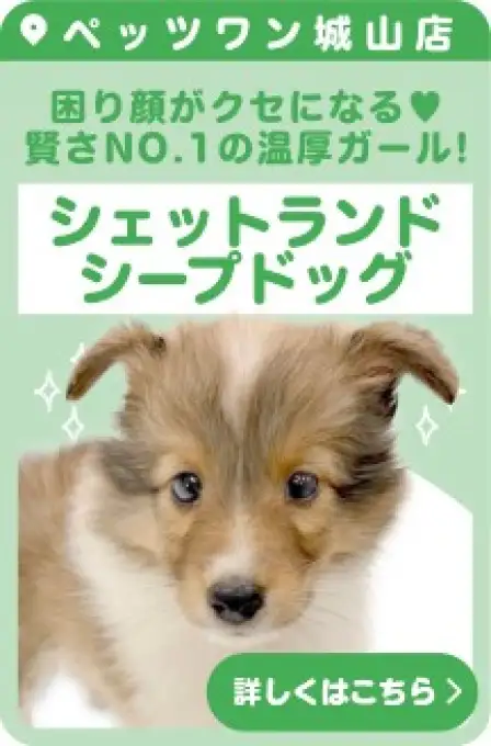 城山店おすすめベイビーシェットランドシープドッグ