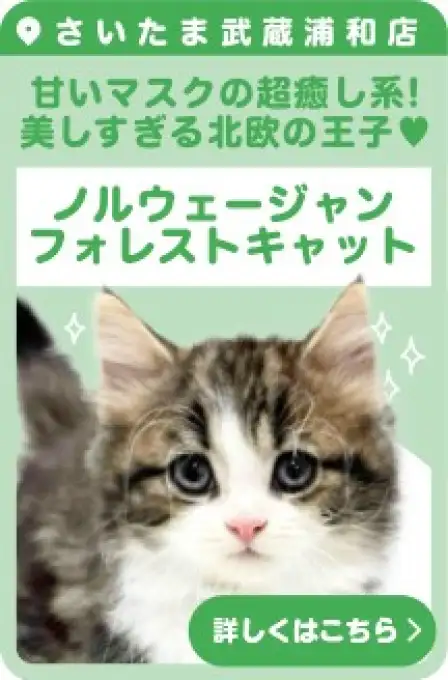 武蔵浦和店おすすめベイビーノルウェージャン