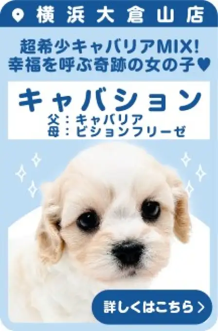 大倉山店おすすめベイビーMIX