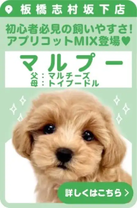 志村坂下店おすすめベイビーMIX
