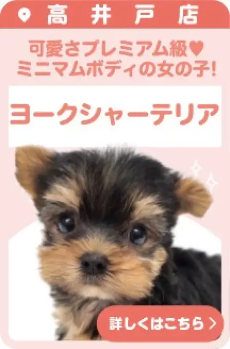 高井戸店おすすめベイビーヨークシャーテリア