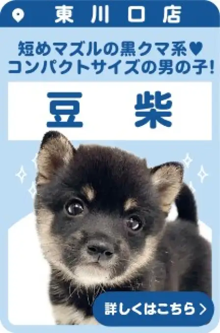 東川口店おすすめベイビー豆柴