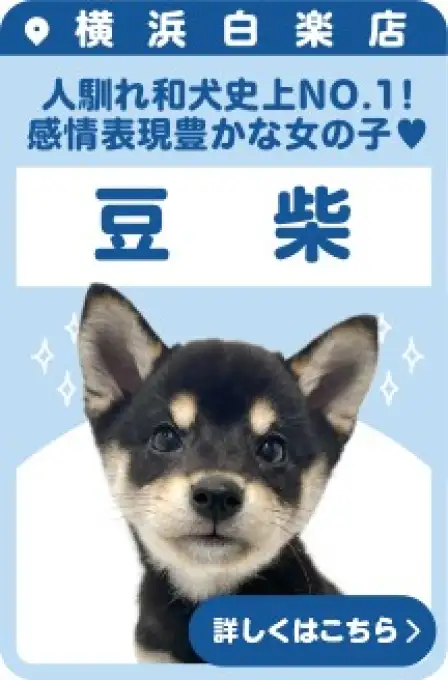 白楽店おすすめベイビー豆柴