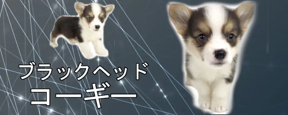 梅島店 ペットショップ マルワン 小さめ子犬 美形な子猫 初心者安心のサポート