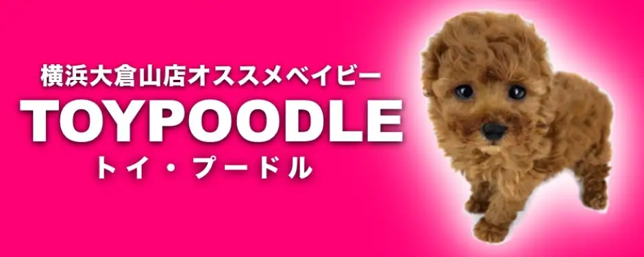 ペットショップ マルワン 小さめ子犬 美形な子猫 初心者安心のサポート