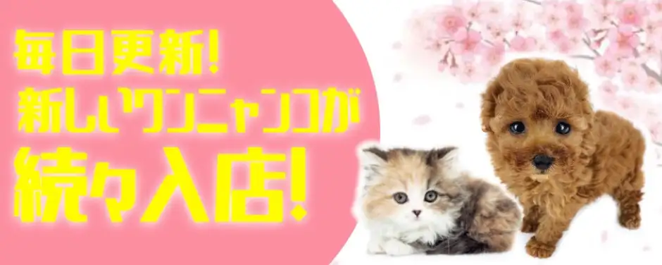 ペットショップ マルワン 小さめ子犬 美形な子猫 初心者安心のサポート