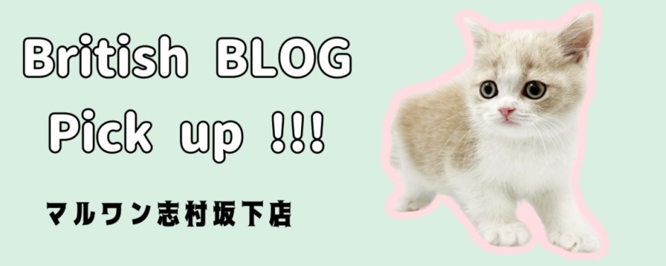 志村坂下店ブログーブリティッシュ