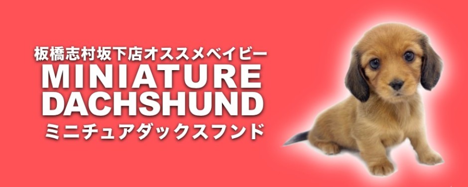 志村坂下店おすすめベイビーミニチュアダックス