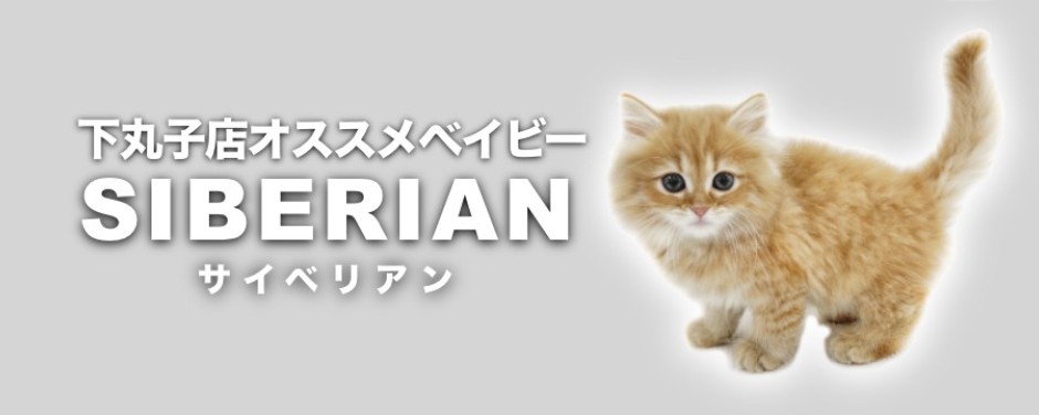 下丸子店おすすめベイビーサイベリアン