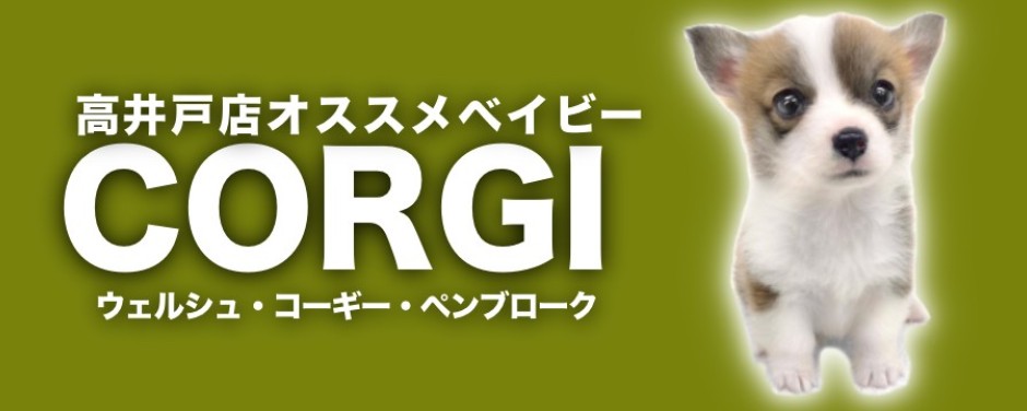高井戸店おすすめベイビー ーコーギー