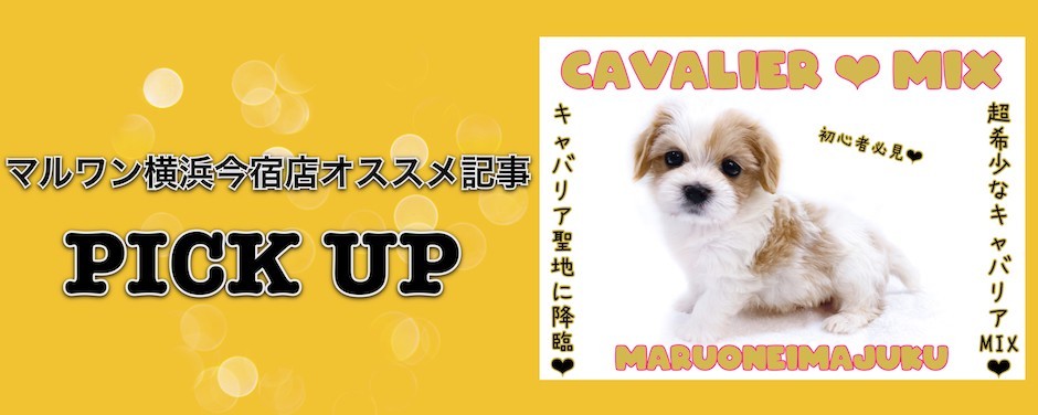 マルキャバブログ
