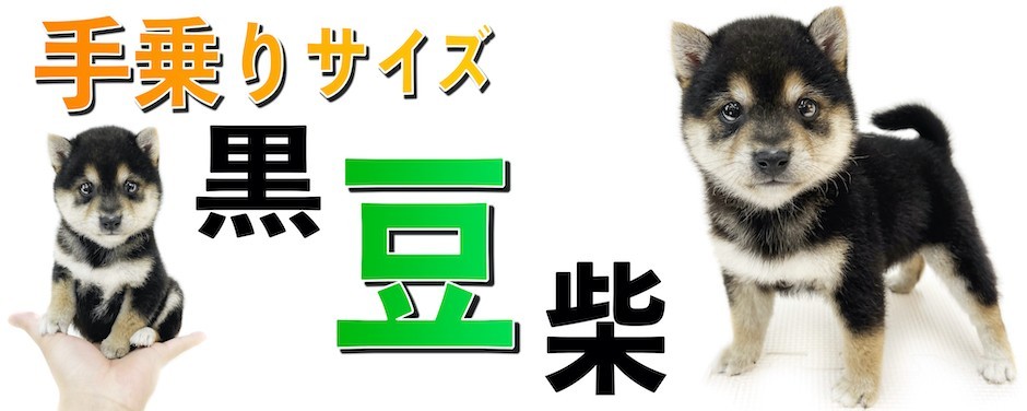 相模大塚店-豆柴