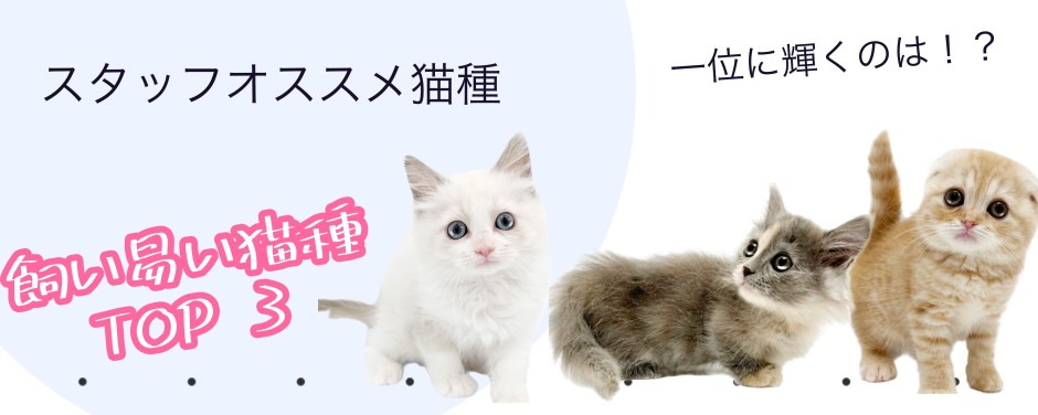 東川口店-猫種ランキング