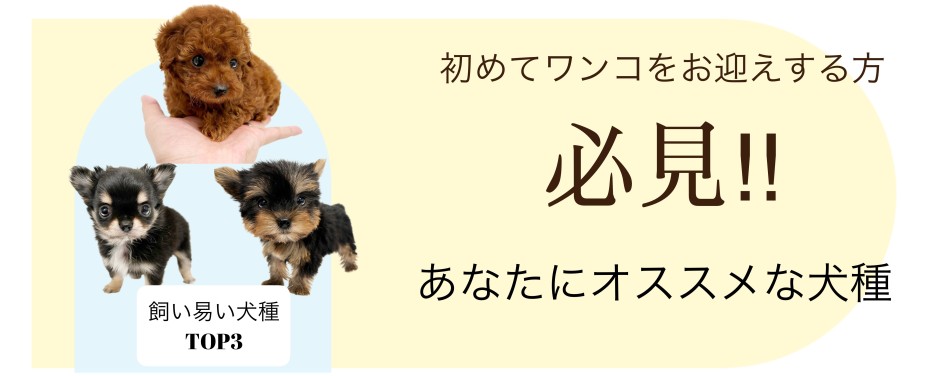 東川口店スライド-犬種ランキング