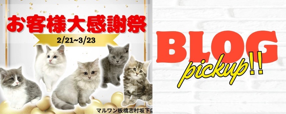 感謝祭 猫