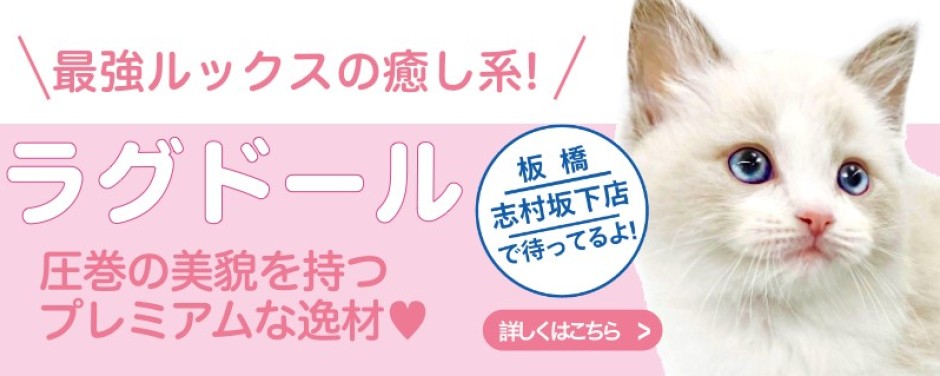 志村坂下店おすすめベイビーラグドール