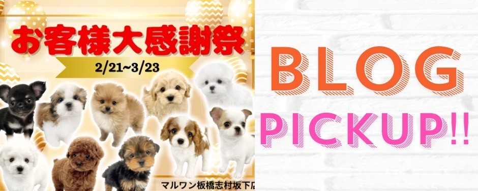 感謝祭 犬