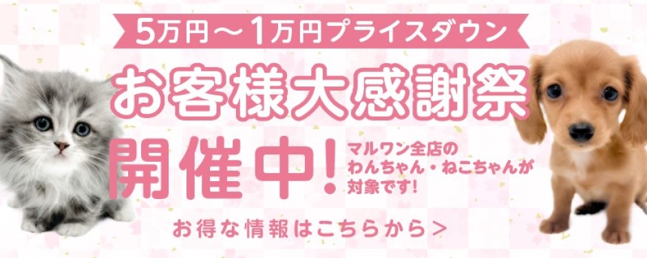 お客様大感謝祭