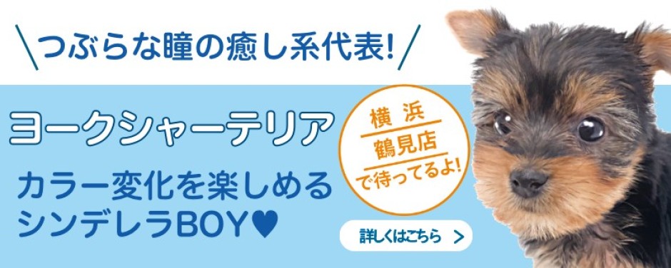 鶴見店おすすめベイビーヨークシャーテリア
