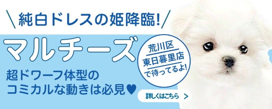 東日暮里店おすすめベイビーマルチーズ