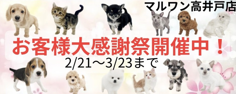 高井戸店お客様大感謝祭