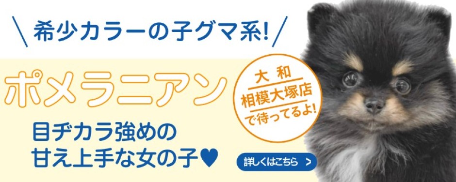 相模大塚店おすすめベイビーポメラニアン