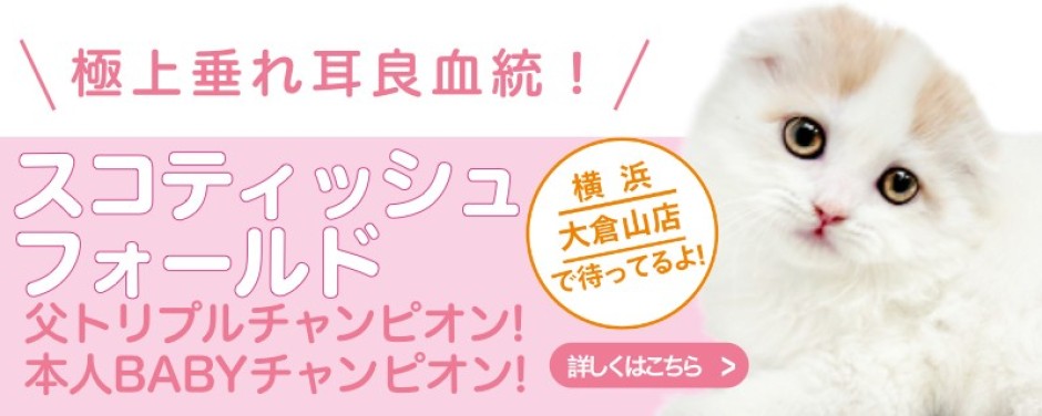 大倉山店おすすめベイビースコティッシュフォールド