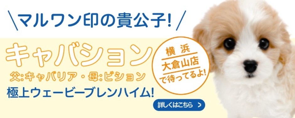 大倉山店おすすめベイビーMIX