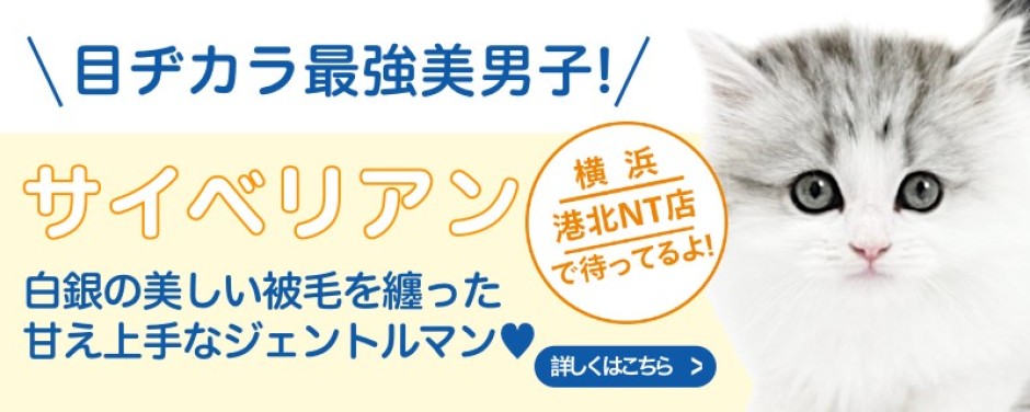 港北NT店おすすめベイビーサイベリアン