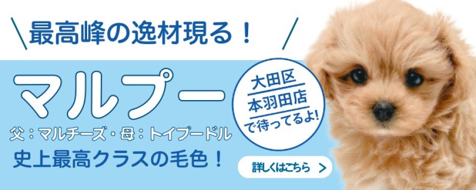 本羽田店おすすめベイビーMIX