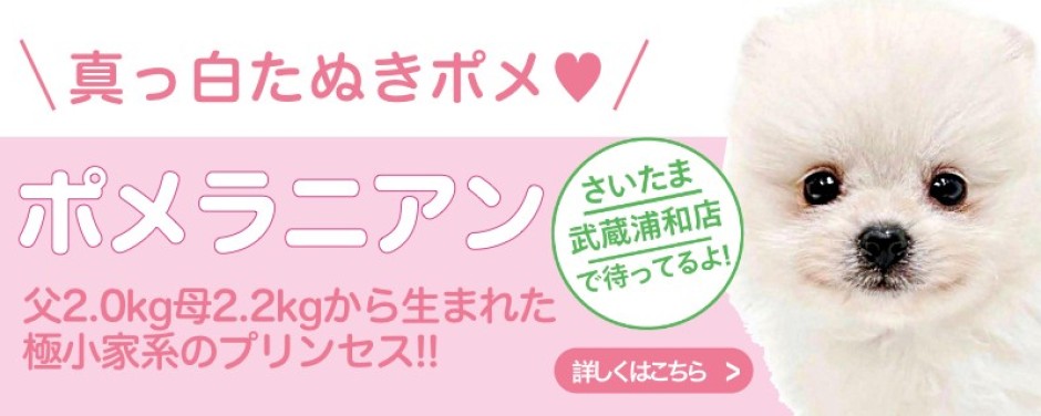 武蔵浦和店おすすめベイビーポメラニアン