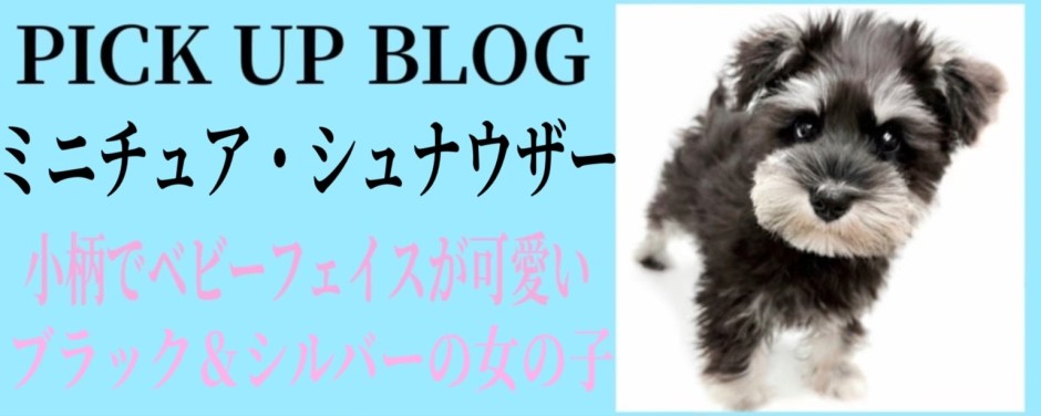 ミニチュア・シュナウザーブログ