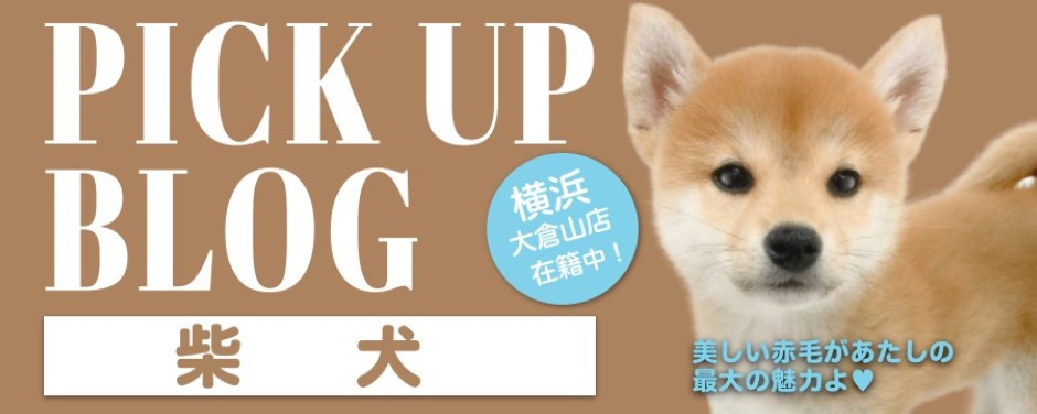 blogー柴犬