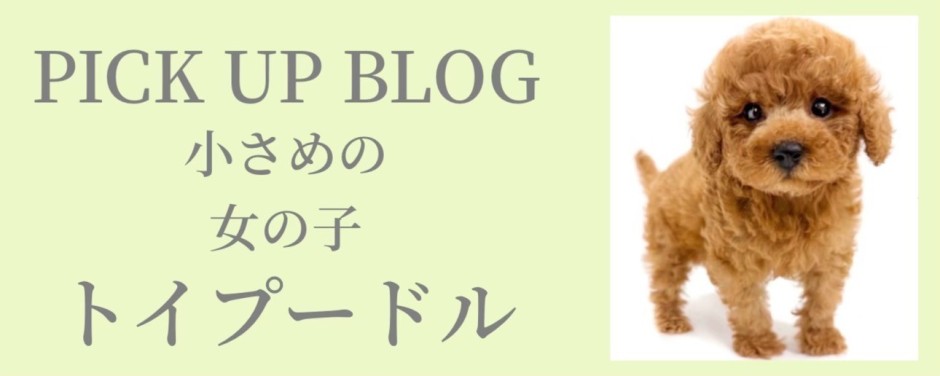 トイプードルブログ