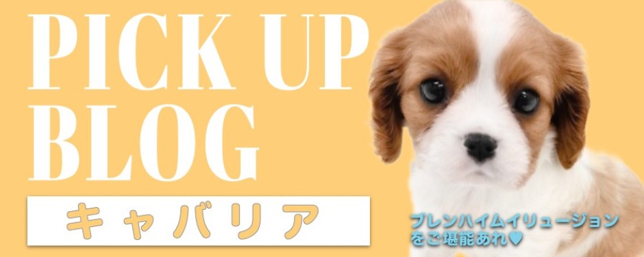 blog-キャバリア