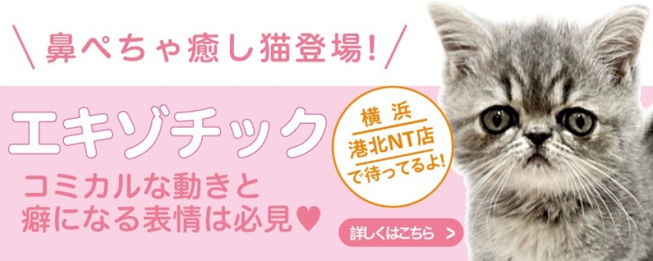 港北NT店おすすめベイビーエキゾチック