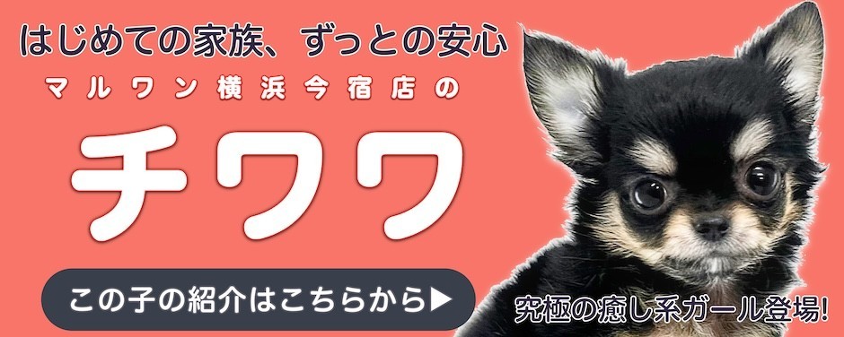チワワブログ