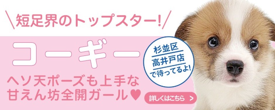 高井戸店おすすめベイビーコーギー