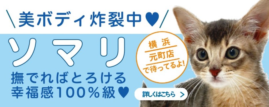 元町店おすすめベイビーソマリ