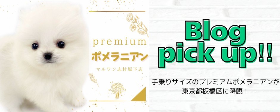 プレミアムポメ