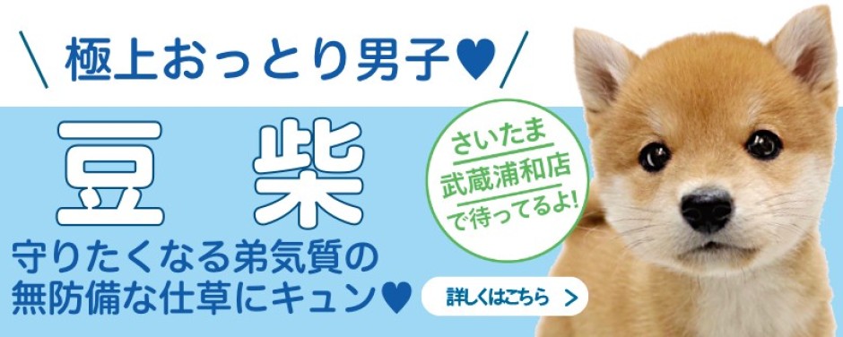 武蔵浦和店おすすめベイビー豆柴
