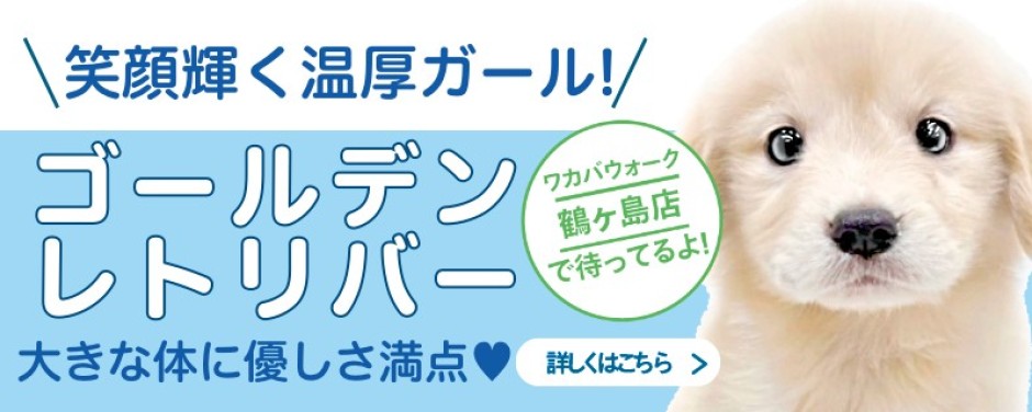 鶴ヶ島店オススメゴールデンレトリバー