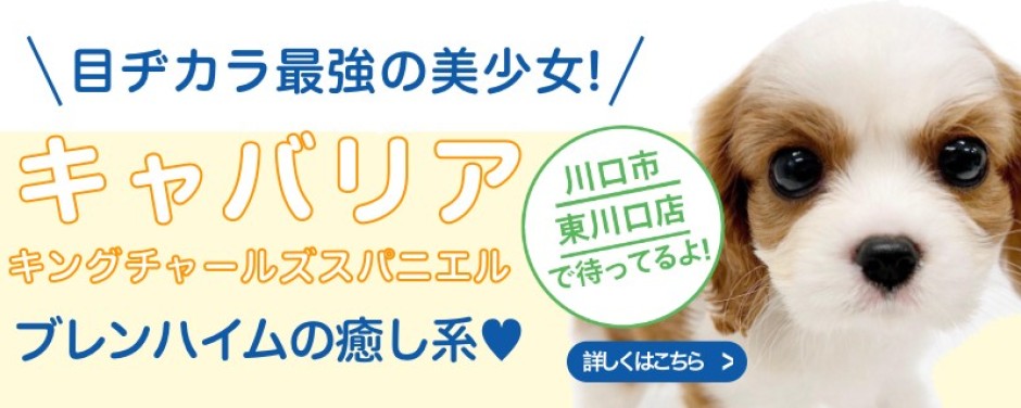 東川口店おすすめベイビーキャバリア